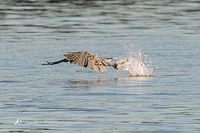 white bellied sea eagle 8674