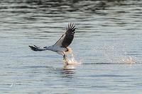 white bellied sea eagle 8676