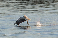 white bellied sea eagle 8677