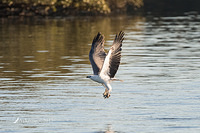 white bellied sea eagle 8681