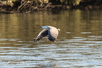 white bellied sea eagle 8682