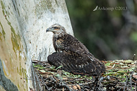 white bellied sea eagle 9518