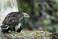 white bellied sea eagle 9520