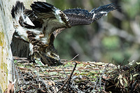 white bellied sea eagle 9532