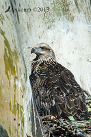 white bellied sea eagle 9545