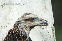 white bellied sea eagle 9549