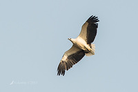 white bellied sea eagle 9736