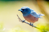 white browed woodswallow 1747