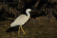 white faced heron 4276