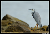 white faced heron 5082