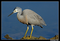 white faced heron 10