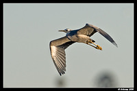 white faced heron 1773