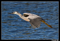 white faced heron 1777