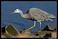 white faced heron 4