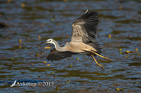 white faced heron 4559