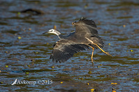 white faced heron 4560