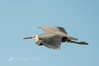 white faced heron 4573 001