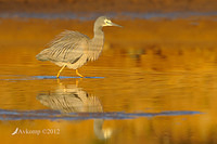 white faced heron 4592