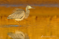 white faced heron 4594