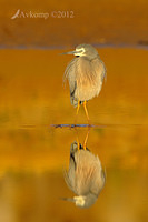 white faced heron 4607