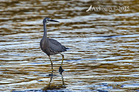 white faced heron 4652