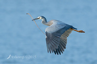 white faced heron 4747