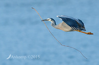 white faced heron 4748