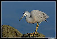 white faced heron 5