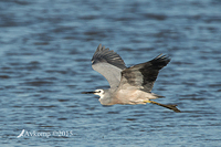 white faced heron 5257