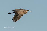 white faced heron 5385