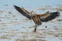 white faced heron 5919