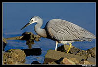 white faced heron 6