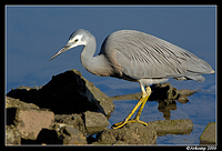 white faced heron 7