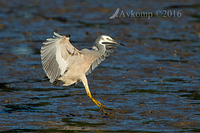 white faced heron 7762