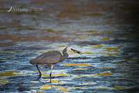 white faced heron 7778