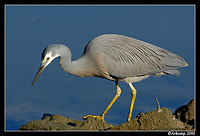 white faced heron 8