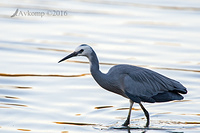 white faced heron 8478