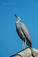 white faced heron 8634