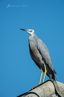 white faced heron 8635