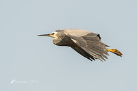 white faced heron 9746