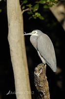 white faced heron3965