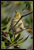 white plumed honey eater 3961