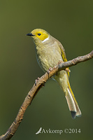 white plumed honeyeater 18384