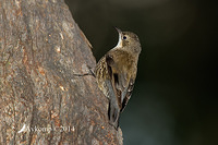 white throated treecreeper 16905