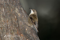 white throated treecreeper 16906