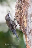 white throated treecreeper 16974