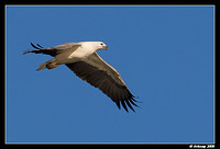 whitebellied sea eagle 1801