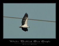 whitebellied sea eagle copy