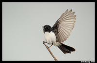 willy wagtail 600f4vr2 2980