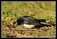 willy wagtail 0448